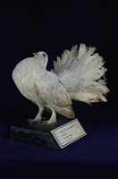 藏品(白色扇尾鴿)的圖片